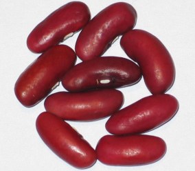 kidney bean